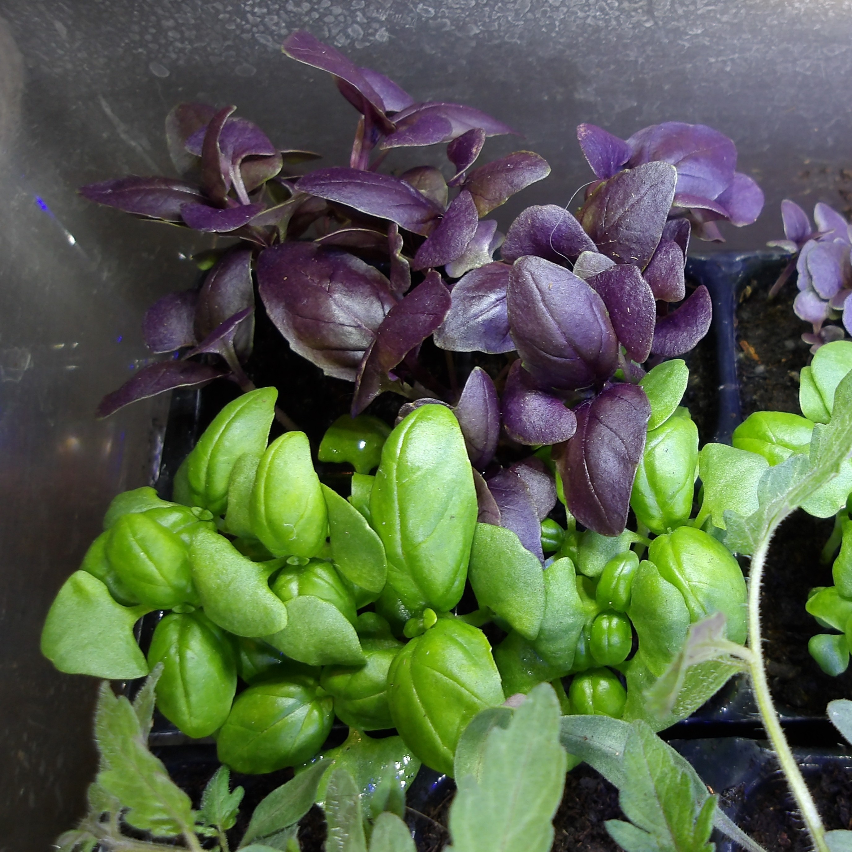 Herbs and spices