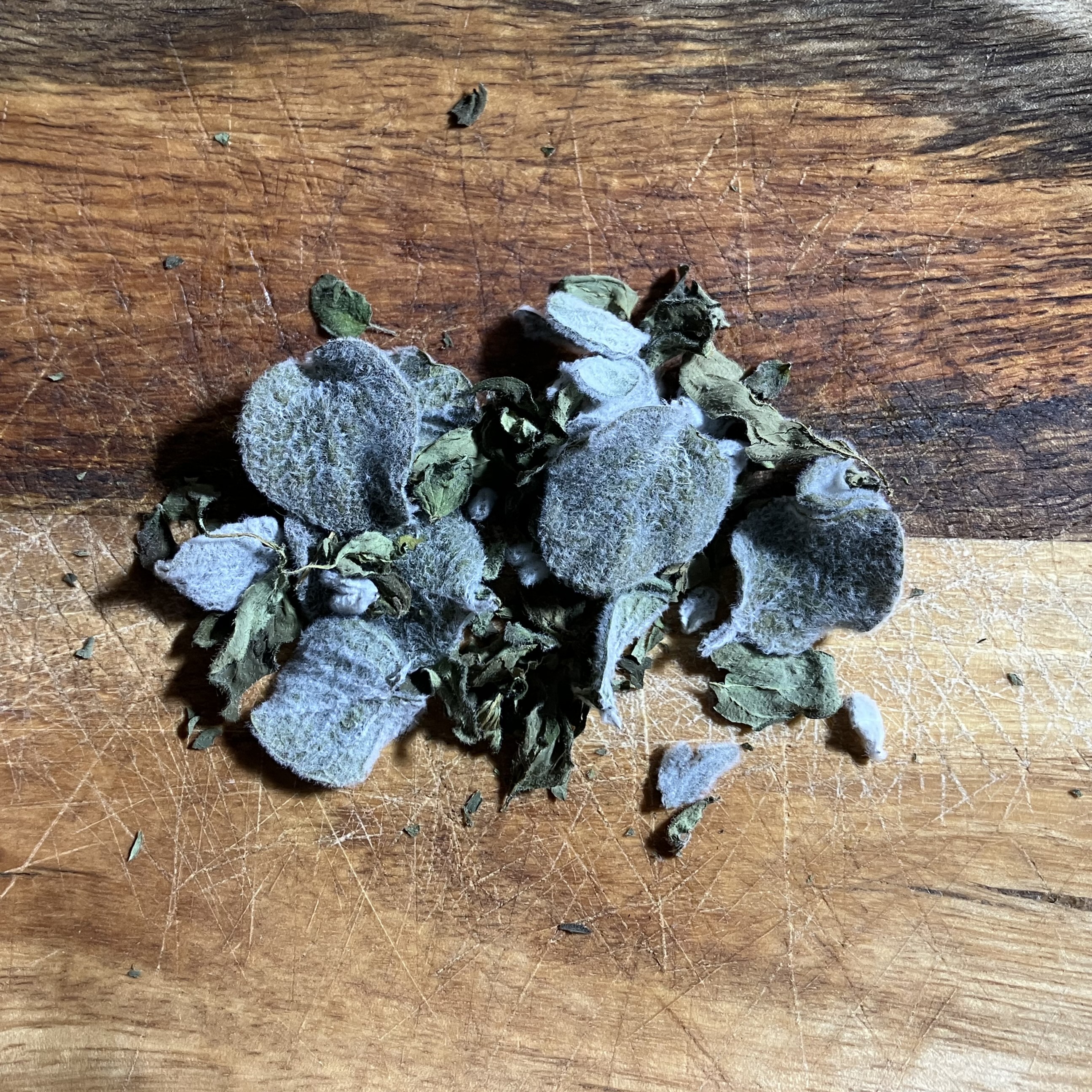 Oregano