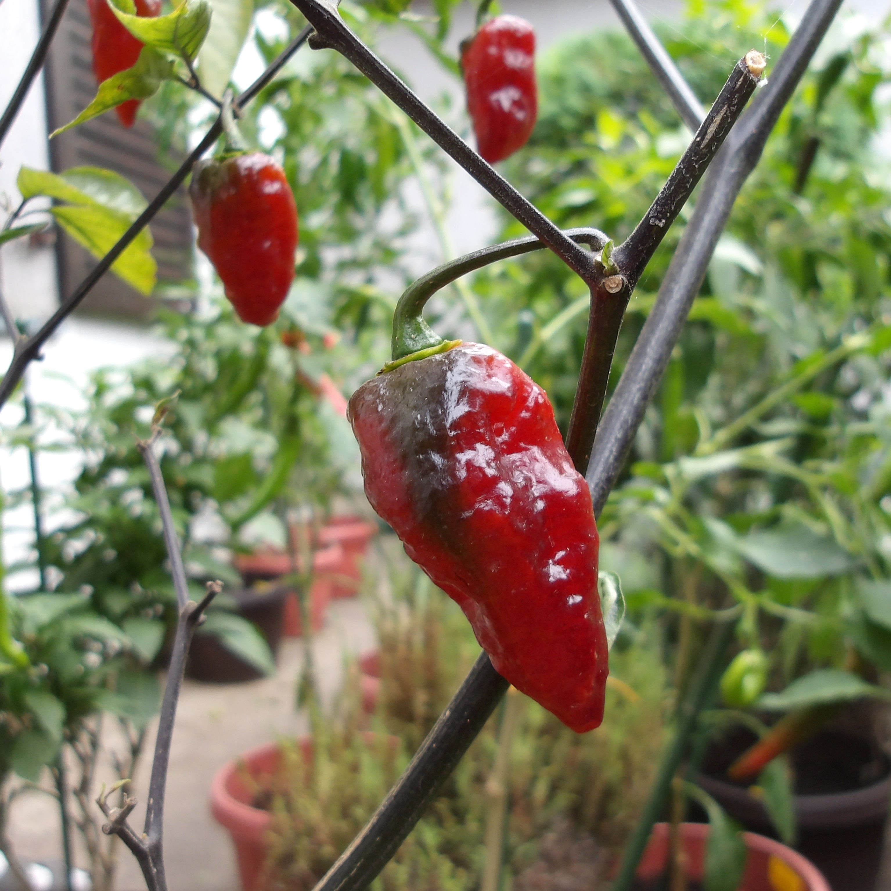 Fresh peppers